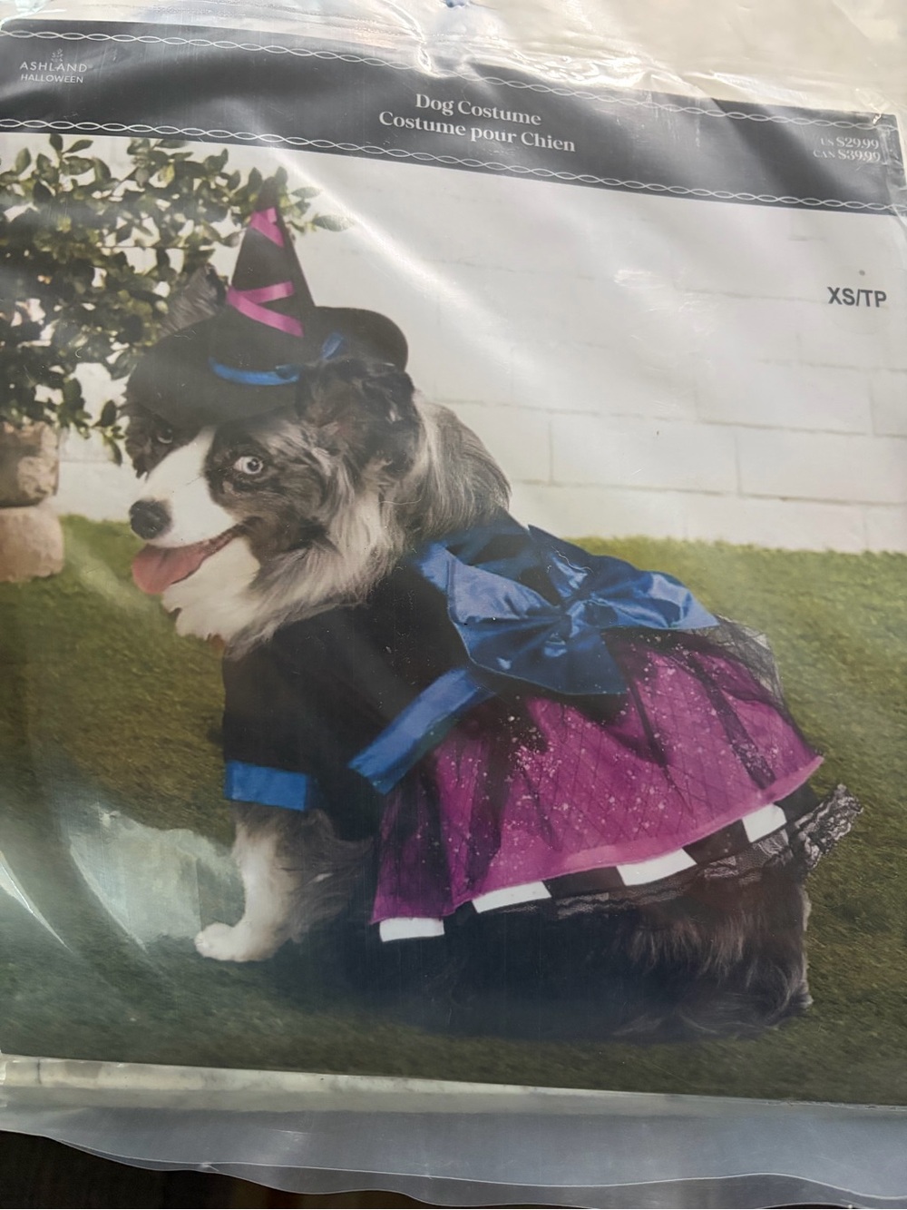 XS Ashland Dog Costume — Black, Blue & Purple Witch Outfit